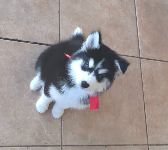 filhotes de husky siberiano disponíveis