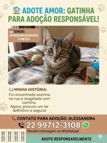 Adoção de Gatinha Resgatada. RJ - Nova Iguaçu 