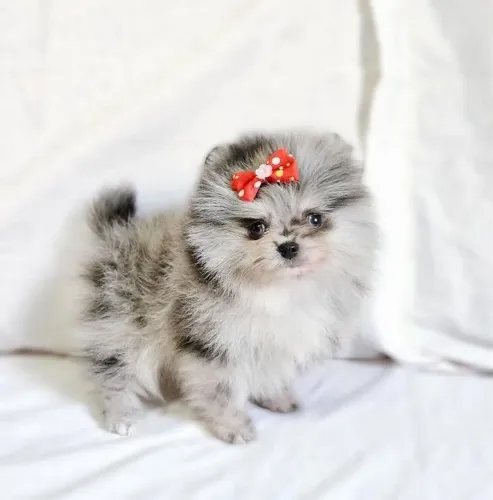 Spitz merlei e Blu merlei