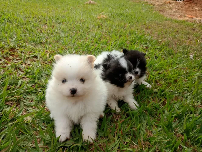 Lindos filhotes SPITZ ALEMÃO!!!