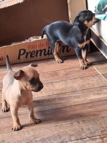 Filhote de pinscher