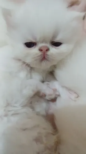 Lindos filhotes de gatos persas brancos puros.Parcelo.Entrego em Curitiba e região