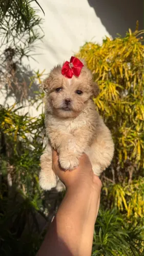 Poodle toy