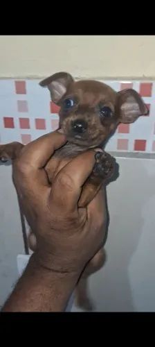 Pinscher macho e fêmea 