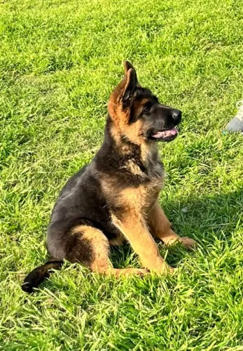 Pastor Alemão Um laço que se cria naturalmente