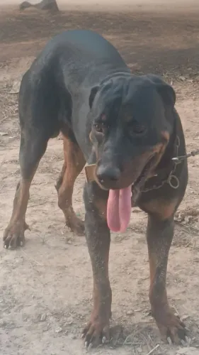Rottweiler com 3 anos disponível para cobertura