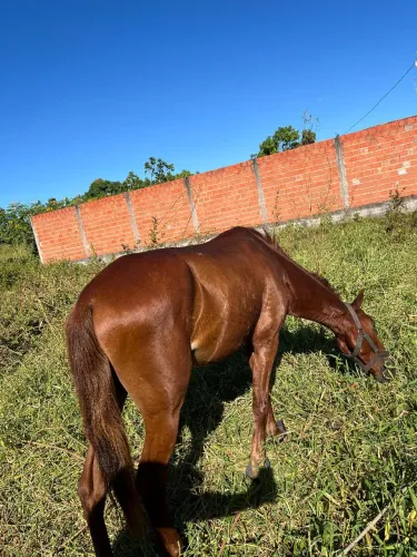 Cavalo de Campo! Vendo ou Troco.