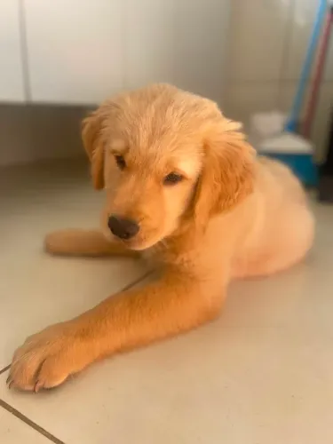 Golden