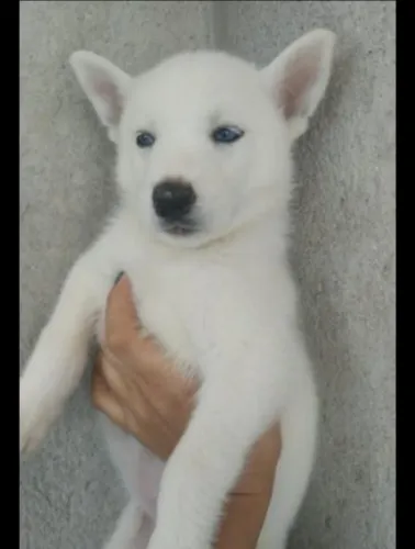 Filhote de Husky Siberiano O Parceiro Para Grandes Aventuras