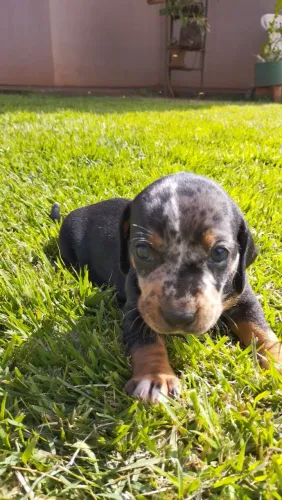 Fêmea basset alerkin disponível