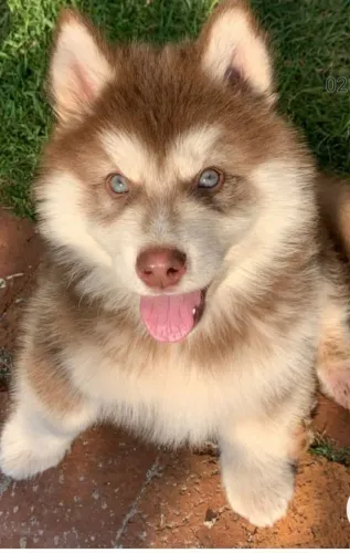 Husky wooly pelagem longa parcelo ganha o brinde