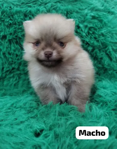 Spitz Alemão Anão - Filhotes com 45 dias