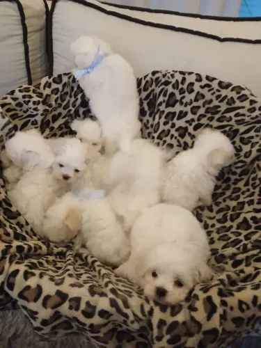 Filhote Maltês, Uma nova história começa com uma patinha!