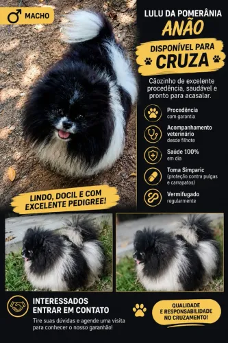 Lulu da Pomerânia Anão para Cruza ? | Excelente Procedência e Saúde 100%