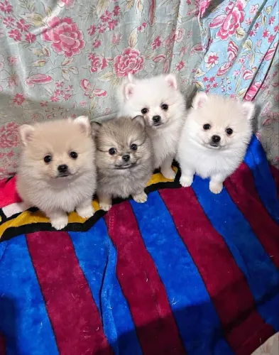 Estou doando filhotes de Lulu da pomerania