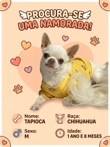 Chihuahua a procura de uma namorada