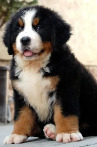 Bernese Mountain Carinho que encontra seu caminho