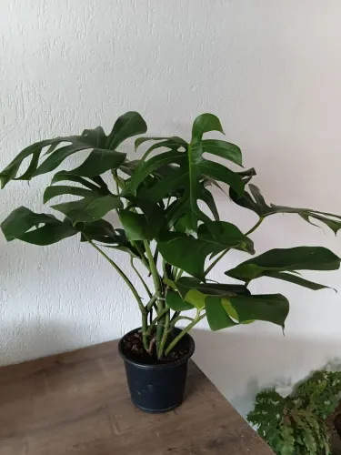Costela de Adão 70cm