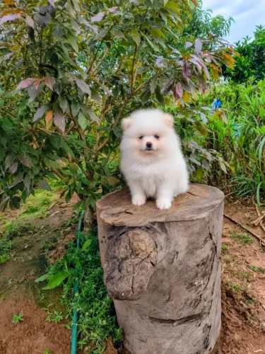 Spitz Alemão Anão Fêmea
