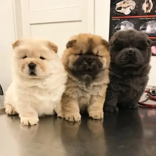 chow chow é reservado.