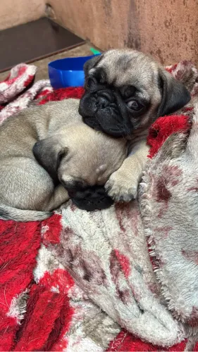 Pug