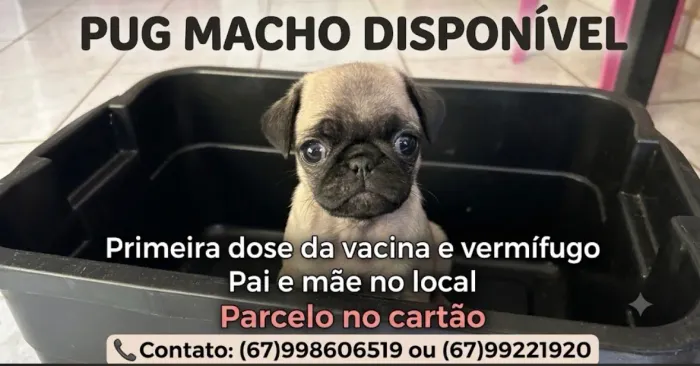 Filhote de Pug macho