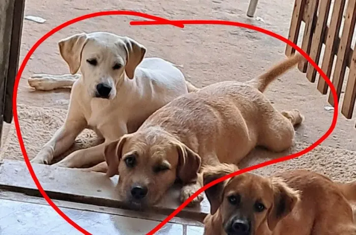 Doação responsável de cães