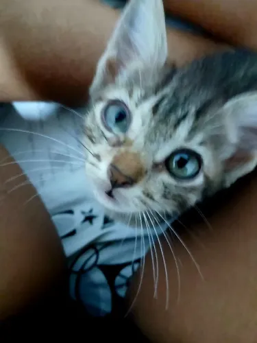 Gatinhos filhotes para adoção