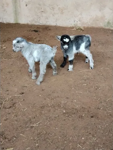 Mini Cabras