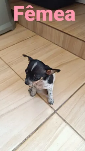 Pinscher zero