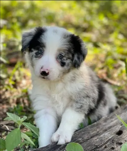 Filhote de border collie o filhote inteligente que aprende com facilidade