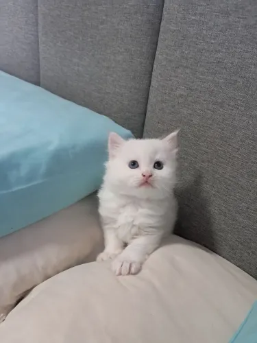 Angora turco Parcelo em 12 vezes