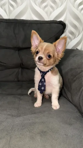 Chihuhua pelo longo Lilac fawn