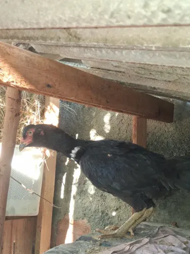 Galinha caipira