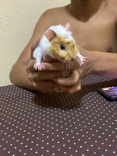 Porquinho da índia 