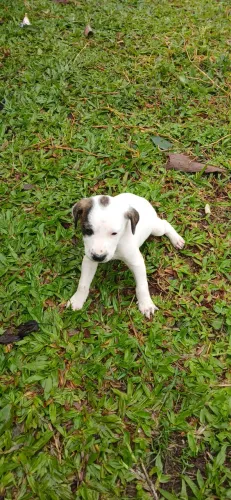 Doação de cachorro macho 45 dias