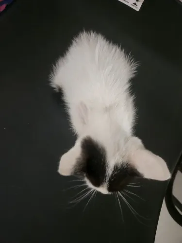 Doação de gatinha