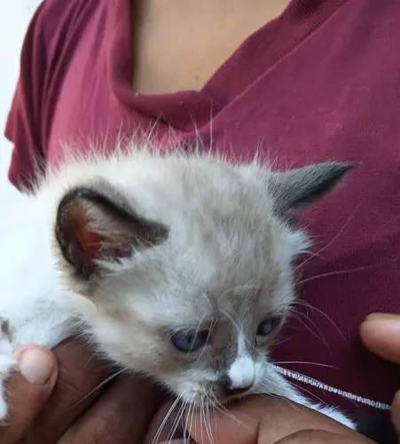 Gatinho pra doação