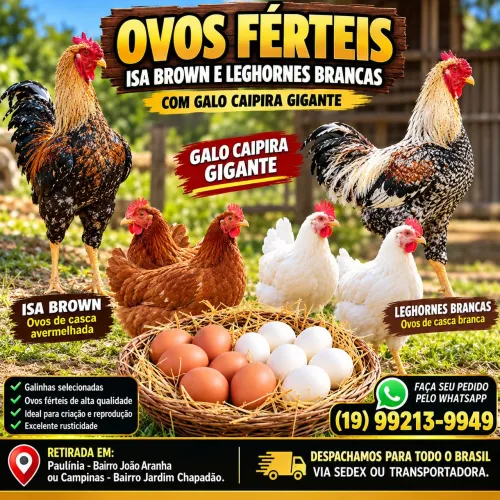 Ovos Férteis Isa Brow, Legorne Branca com Caipira Melhorado Gigante