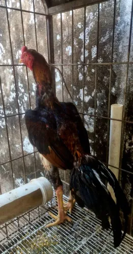 Galo carioca porte grande