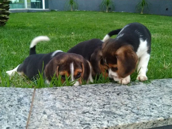 Beagle