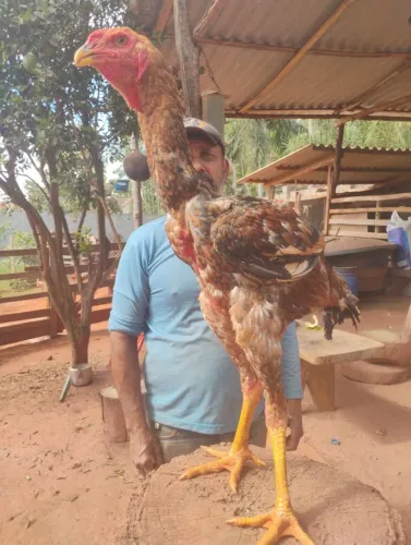 Frango índio gigante
