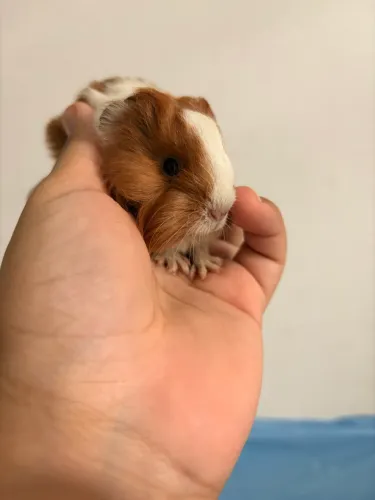 PORQUINHO DA ÍNDIA SHELTIE FÊMEA
