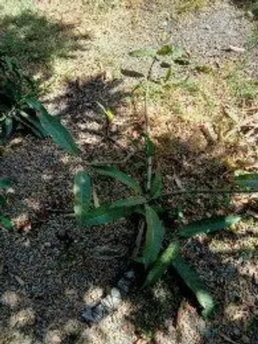 Vende-se uporquia de árvores frutíferas mudas com produções rápidas