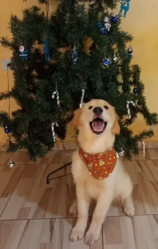 filhote Golden Retriever, Dê um lar para um filhotinho e ganhe um amor incondicional!