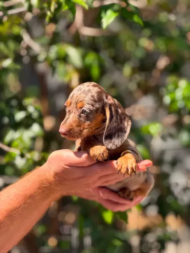 Cofap Basset salsicha Dachshund