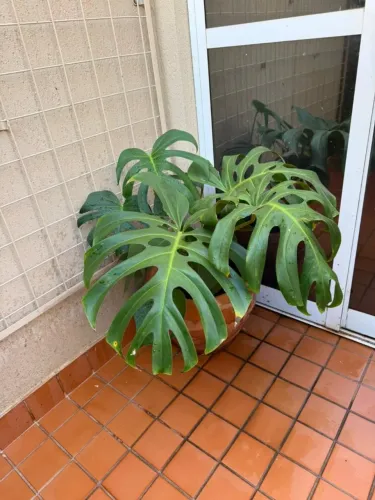 Vaso de barro com planta/ costela de adão e outras