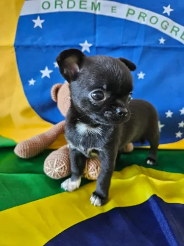 Chihuahua