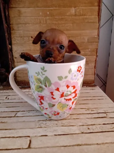 Filhotes de Pinscher 00