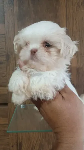 Shitzu macho disponível 